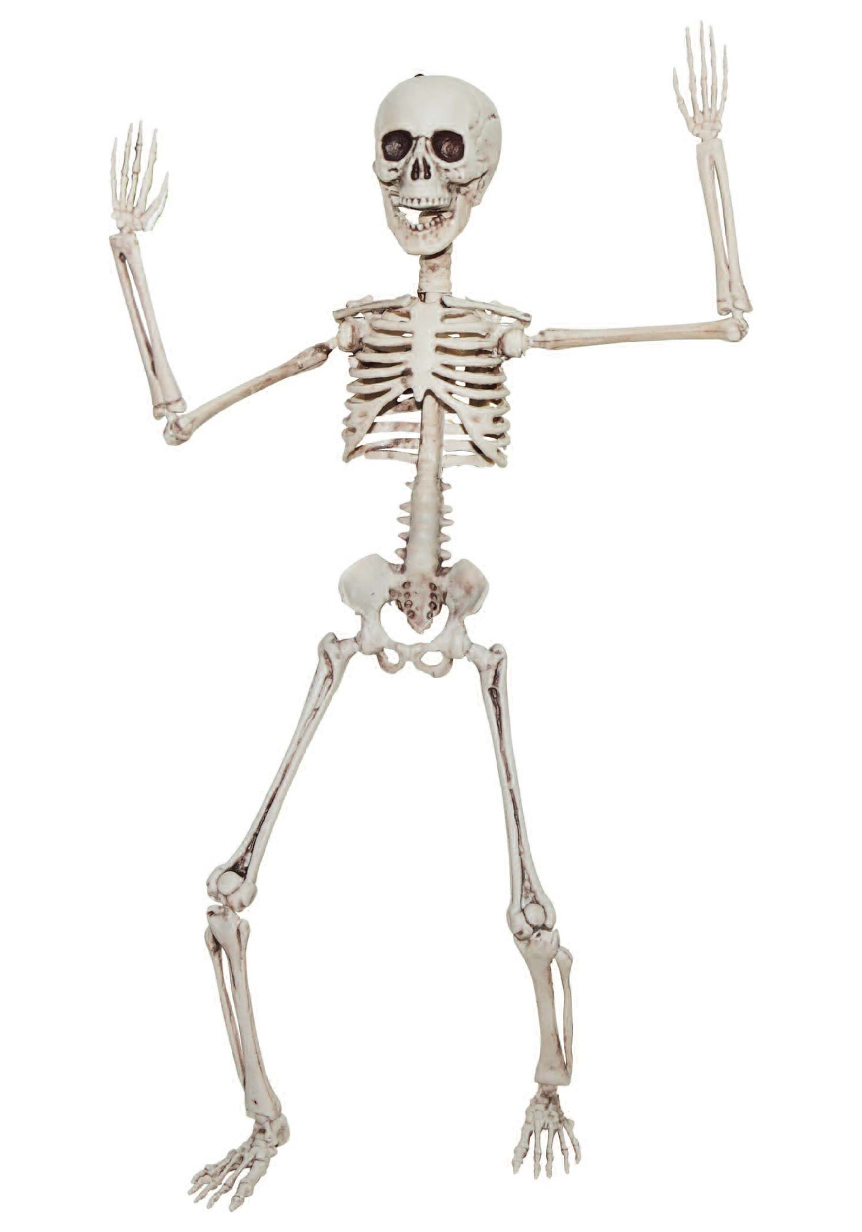 Poseable 20" Skeleton Decoration